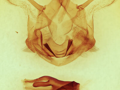 genitalia view of adult Symmerista canicosta