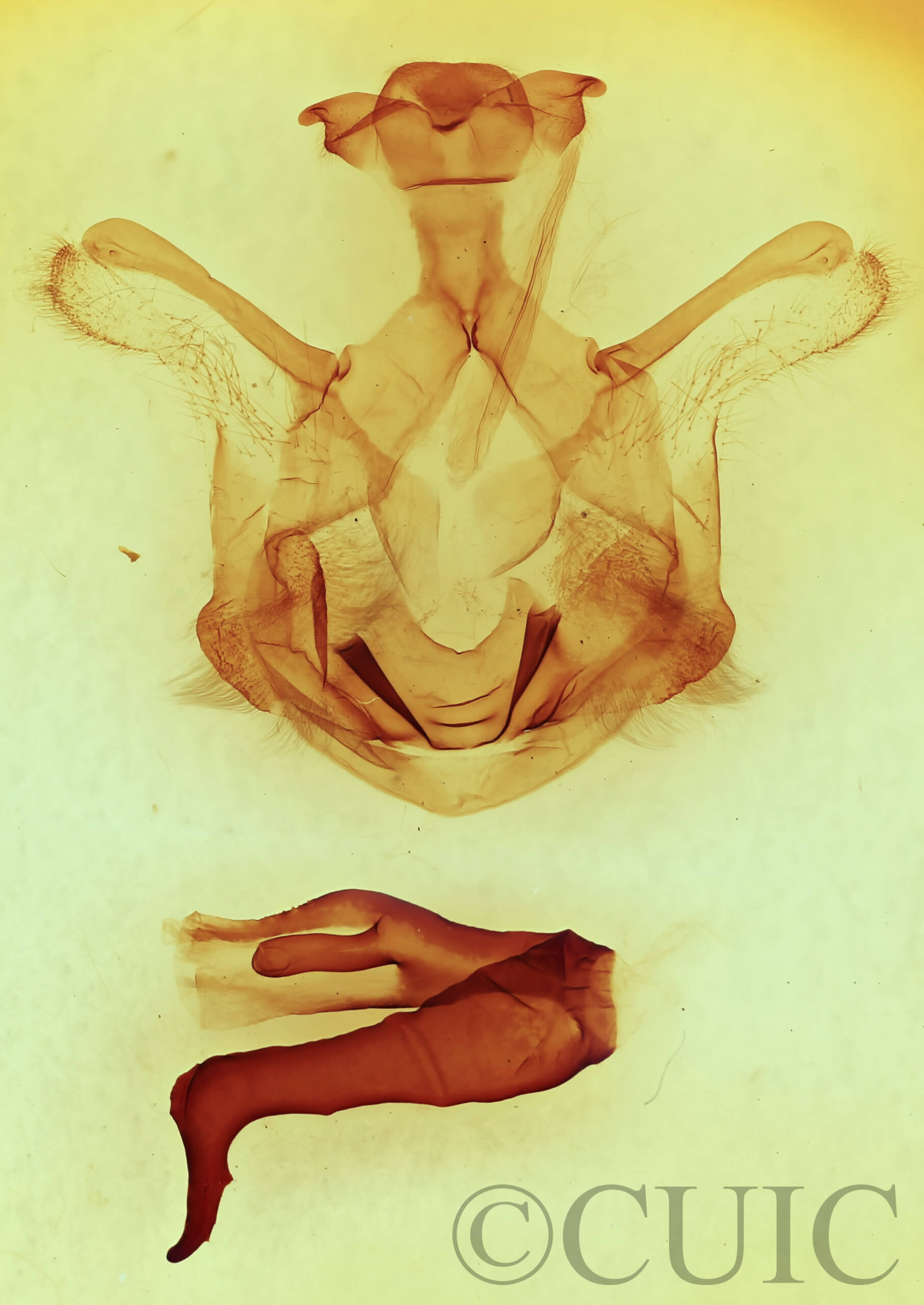 genitalia view of adult Symmerista canicosta