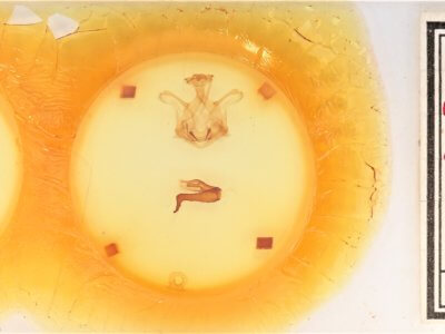 slide view of adult Symmerista canicosta