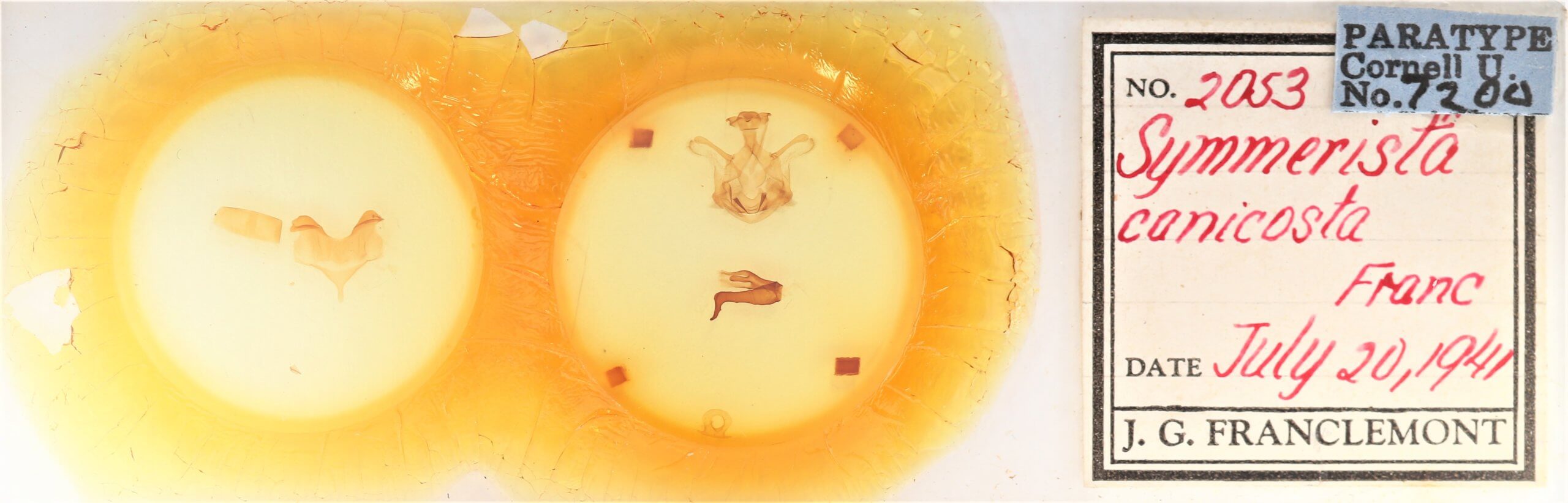 slide view of adult Symmerista canicosta