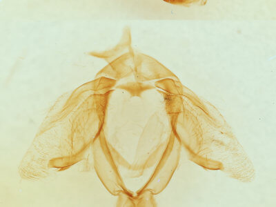 genitalia view of adult Ellida caniplaga
