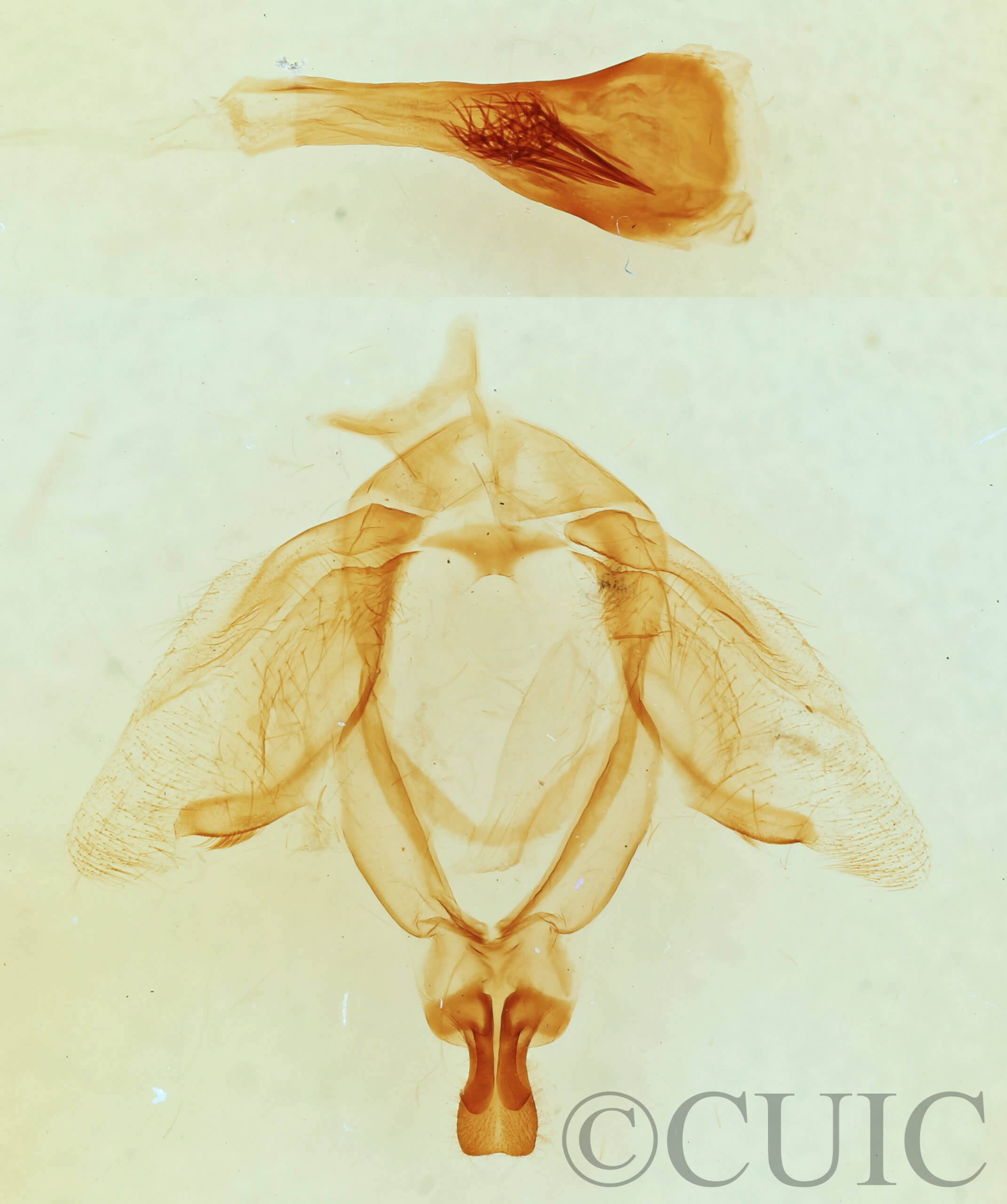 genitalia view of adult Ellida caniplaga