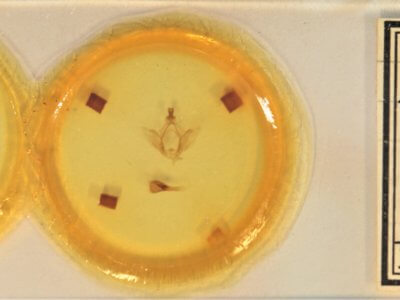 slide view of adult Ellida caniplaga