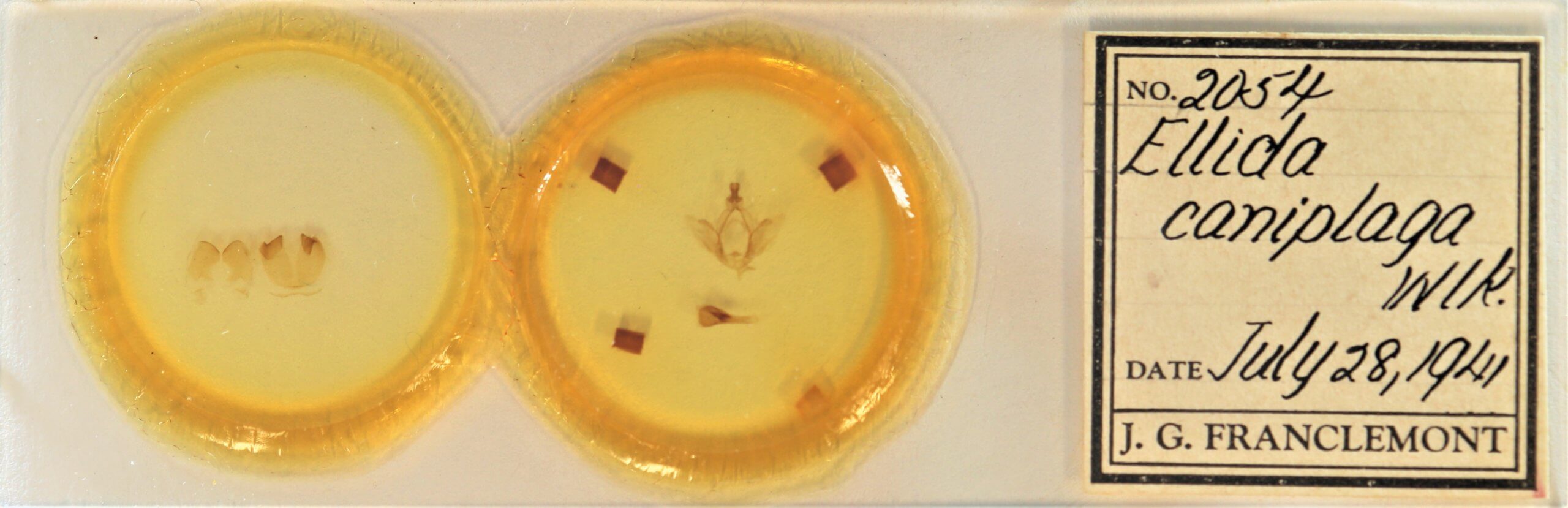 slide view of adult Ellida caniplaga