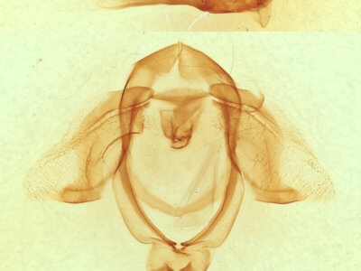 genitalia view of adult Ellida caniplaga