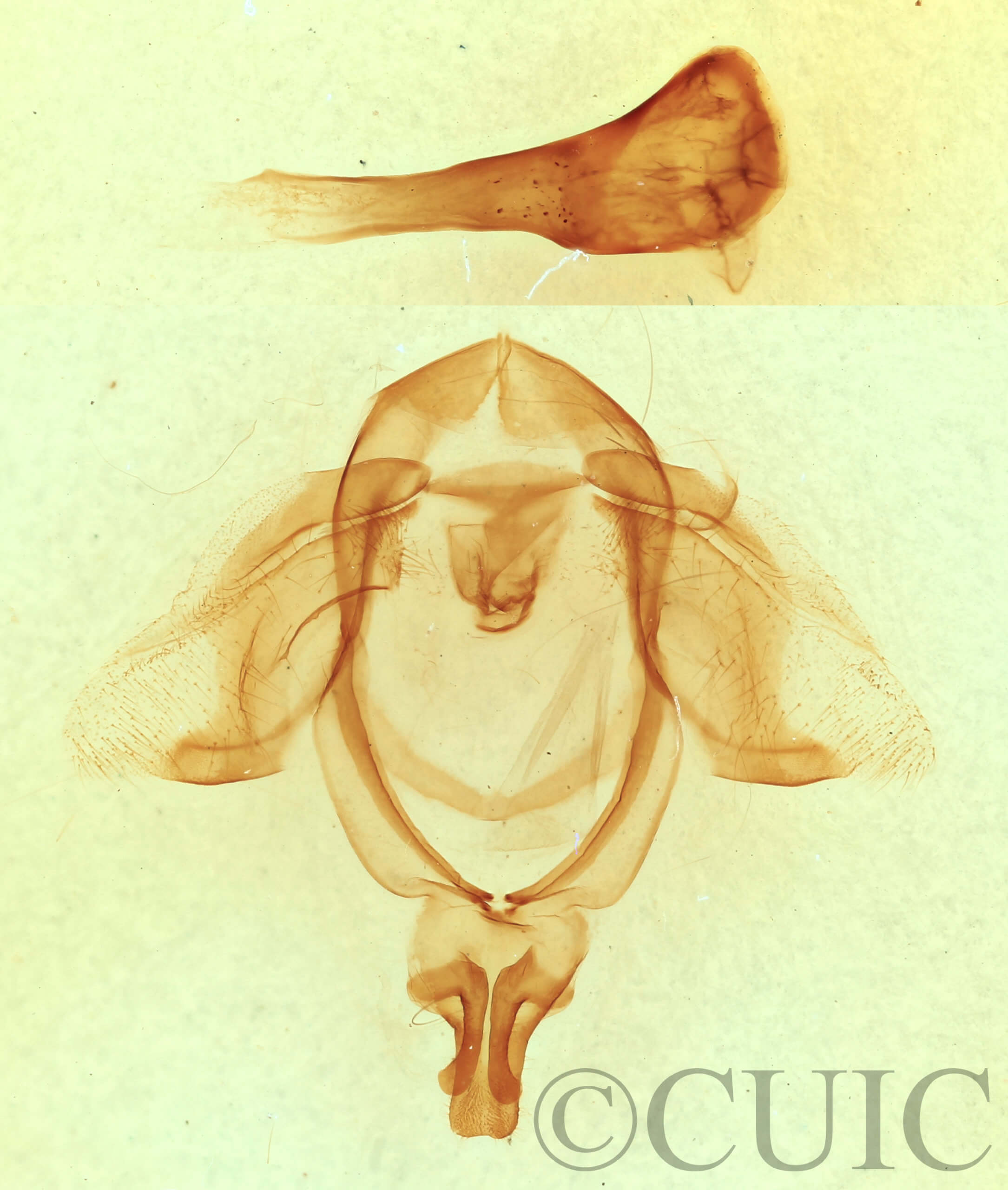 genitalia view of adult Ellida caniplaga