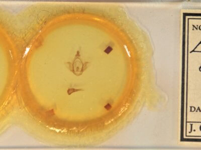 slide view of adult Ellida caniplaga