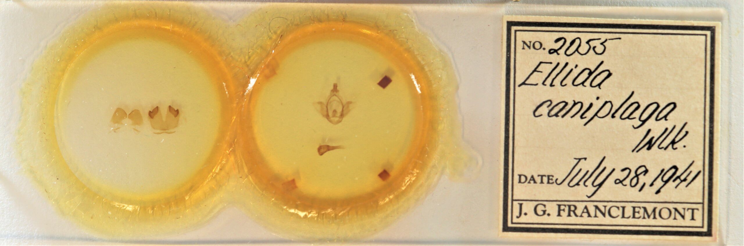 slide view of adult Ellida caniplaga