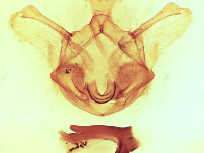 genitalia view of adult Symmerista canicosta