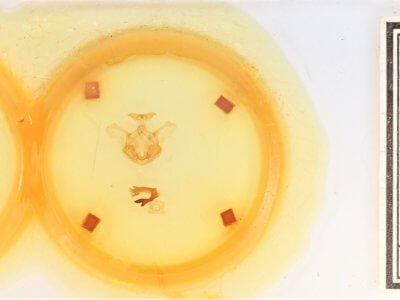 slide view of adult Symmerista canicosta