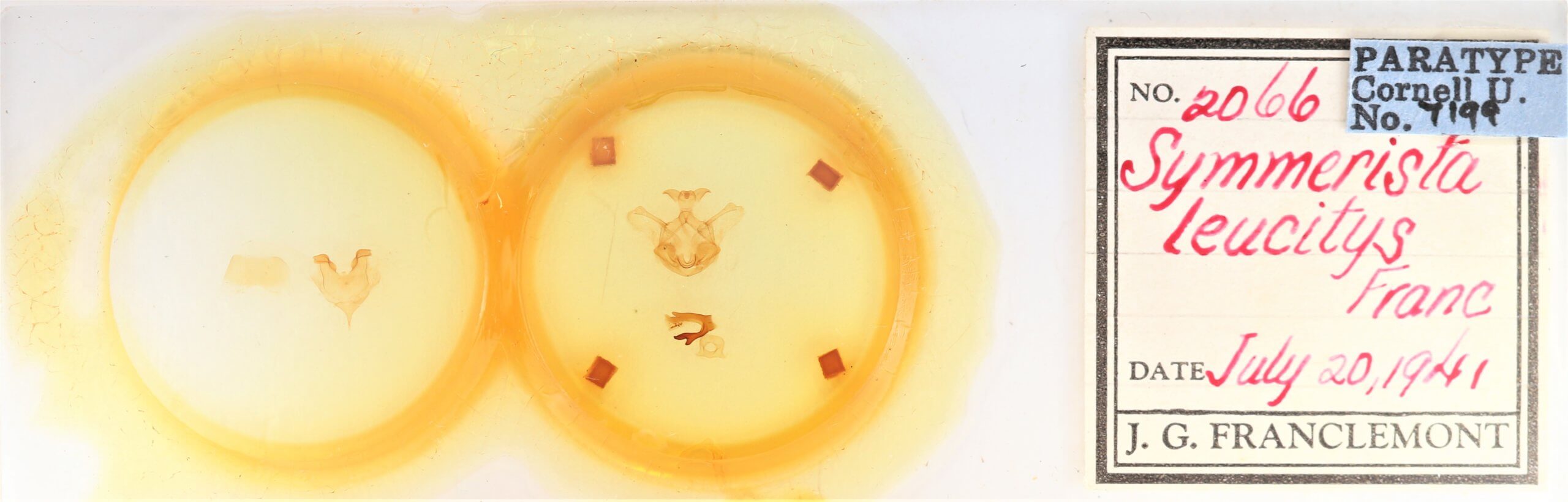 slide view of adult Symmerista canicosta