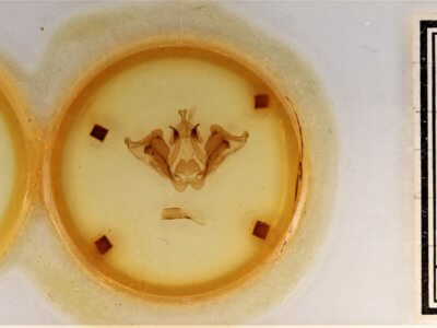 slide view of adult Datana angusii