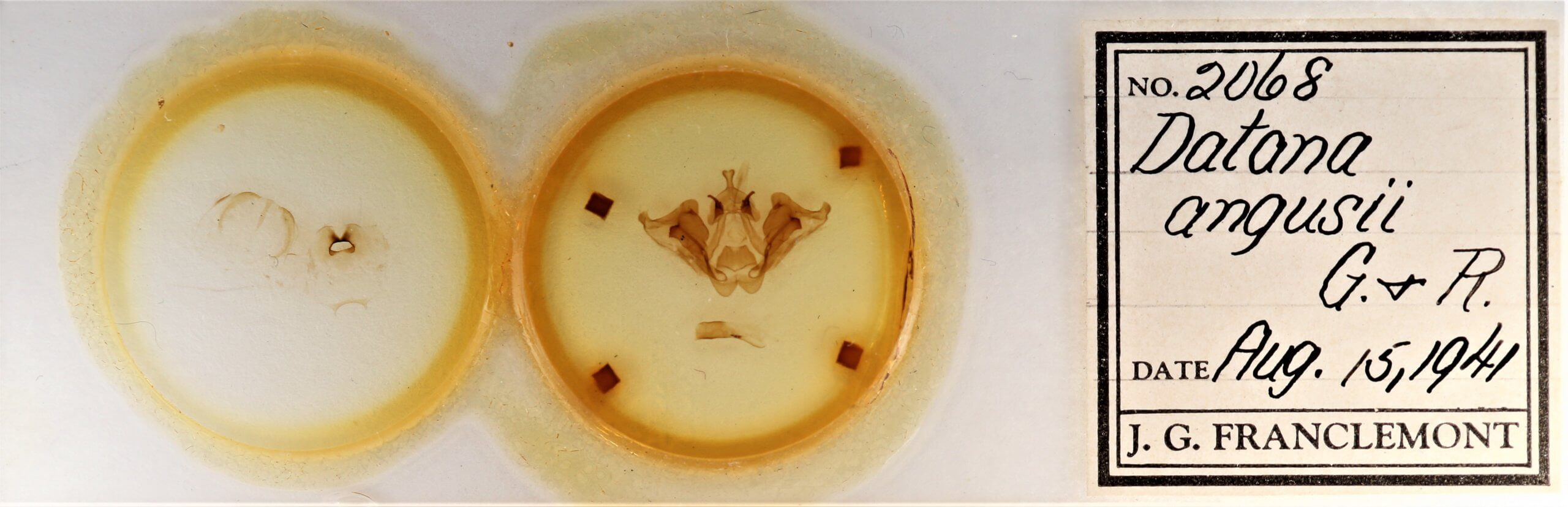 slide view of adult Datana angusii