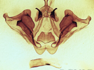 genitalia view of adult Datana angusii