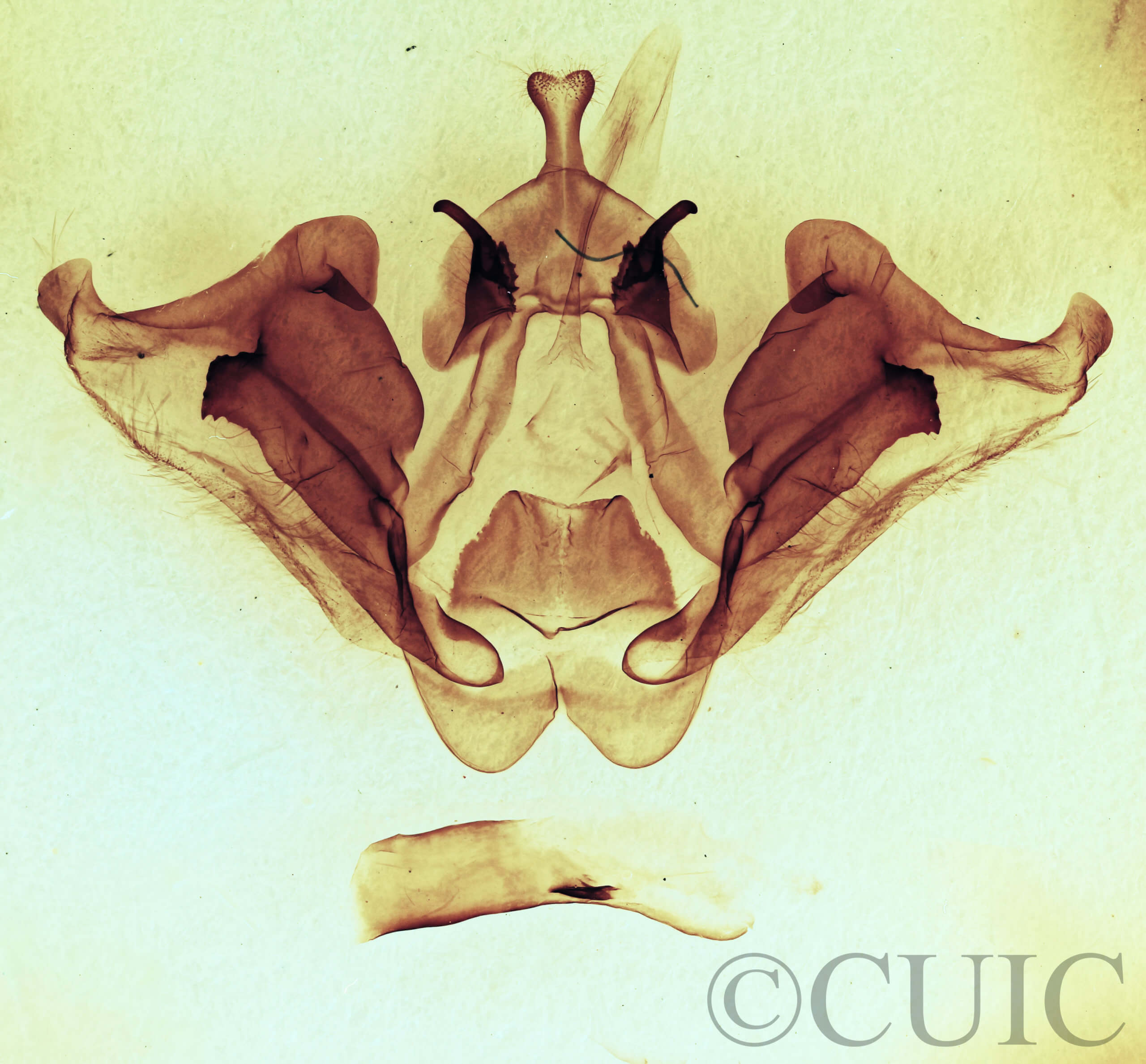 genitalia view of adult Datana angusii