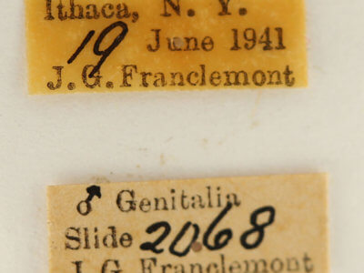 label view of adult Datana angusii