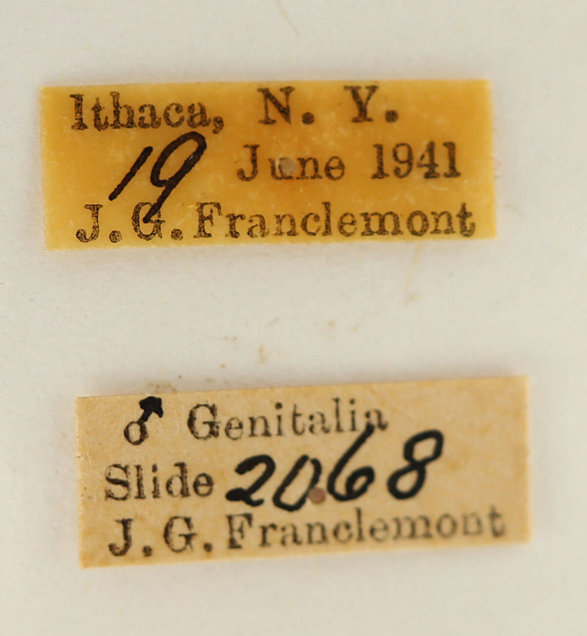 label view of adult Datana angusii