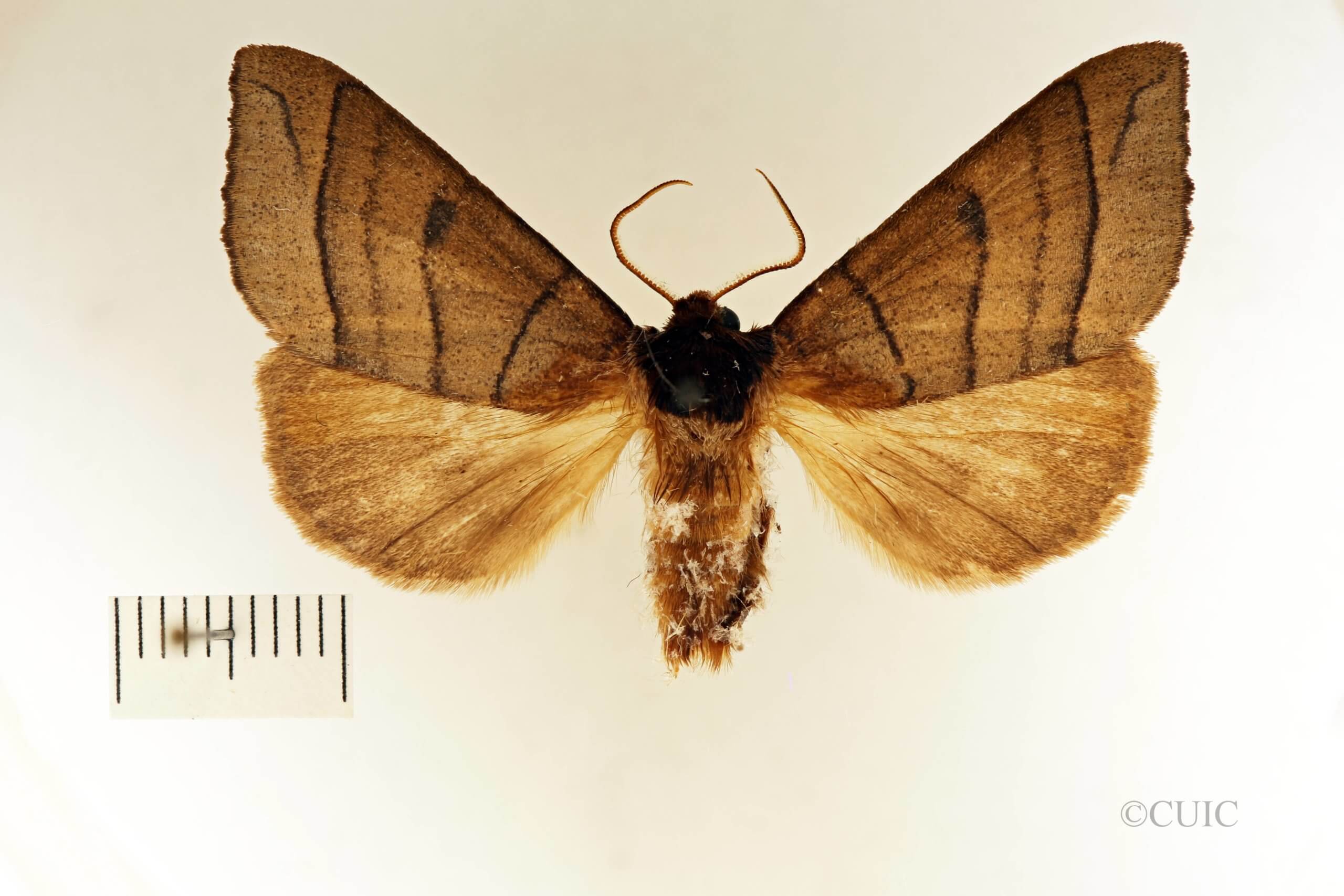 dorsal view of adult Datana angusii