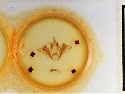 slide view of adult Datana ministra