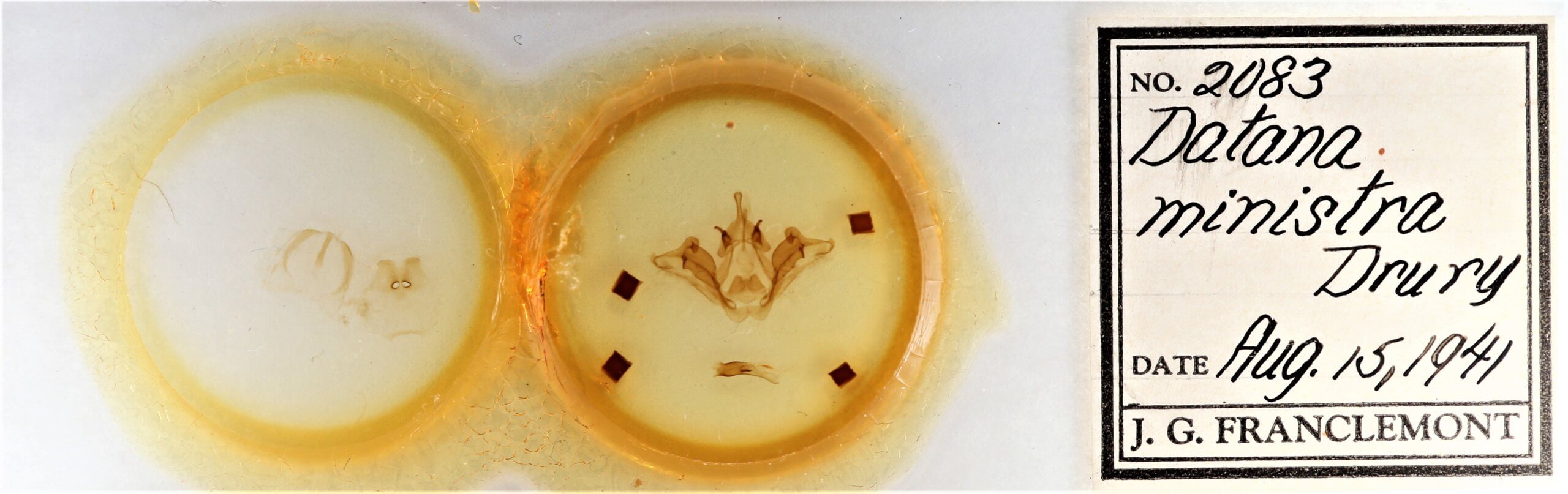 slide view of adult Datana ministra