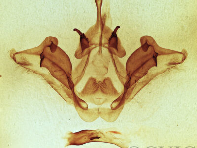 genitalia view of adult Datana ministra