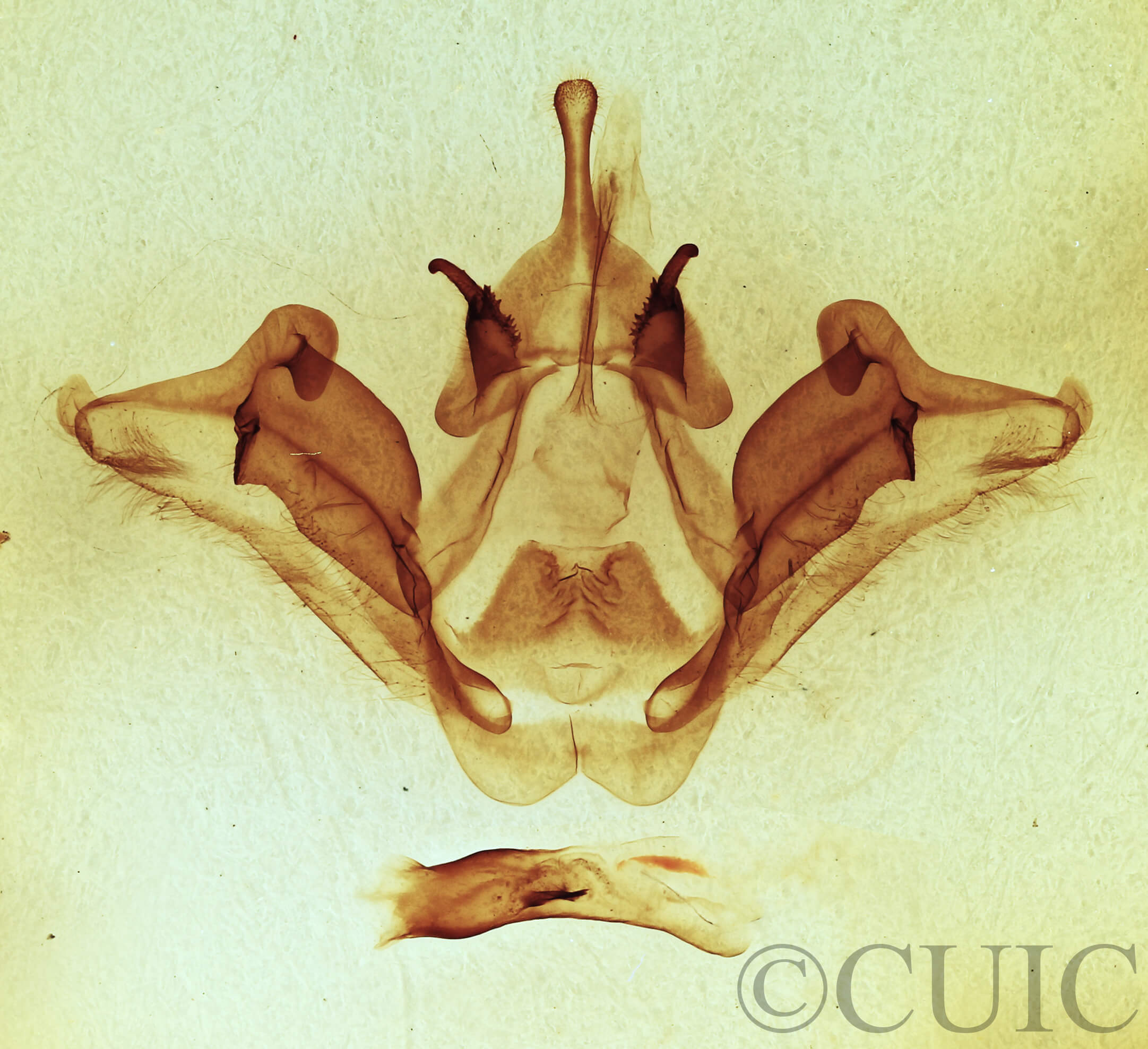 genitalia view of adult Datana ministra