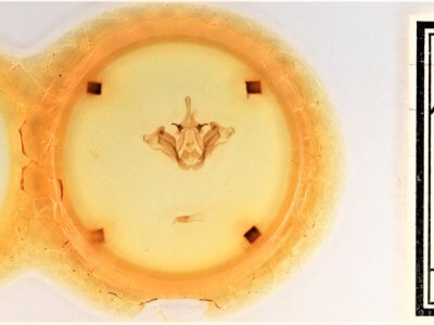 slide view of adult Datana integerrima