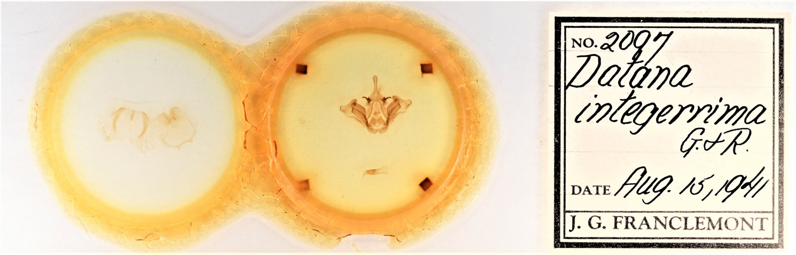 slide view of adult Datana integerrima