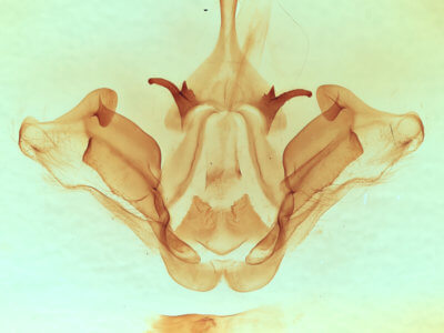 genitalia view of adult Datana integerrima