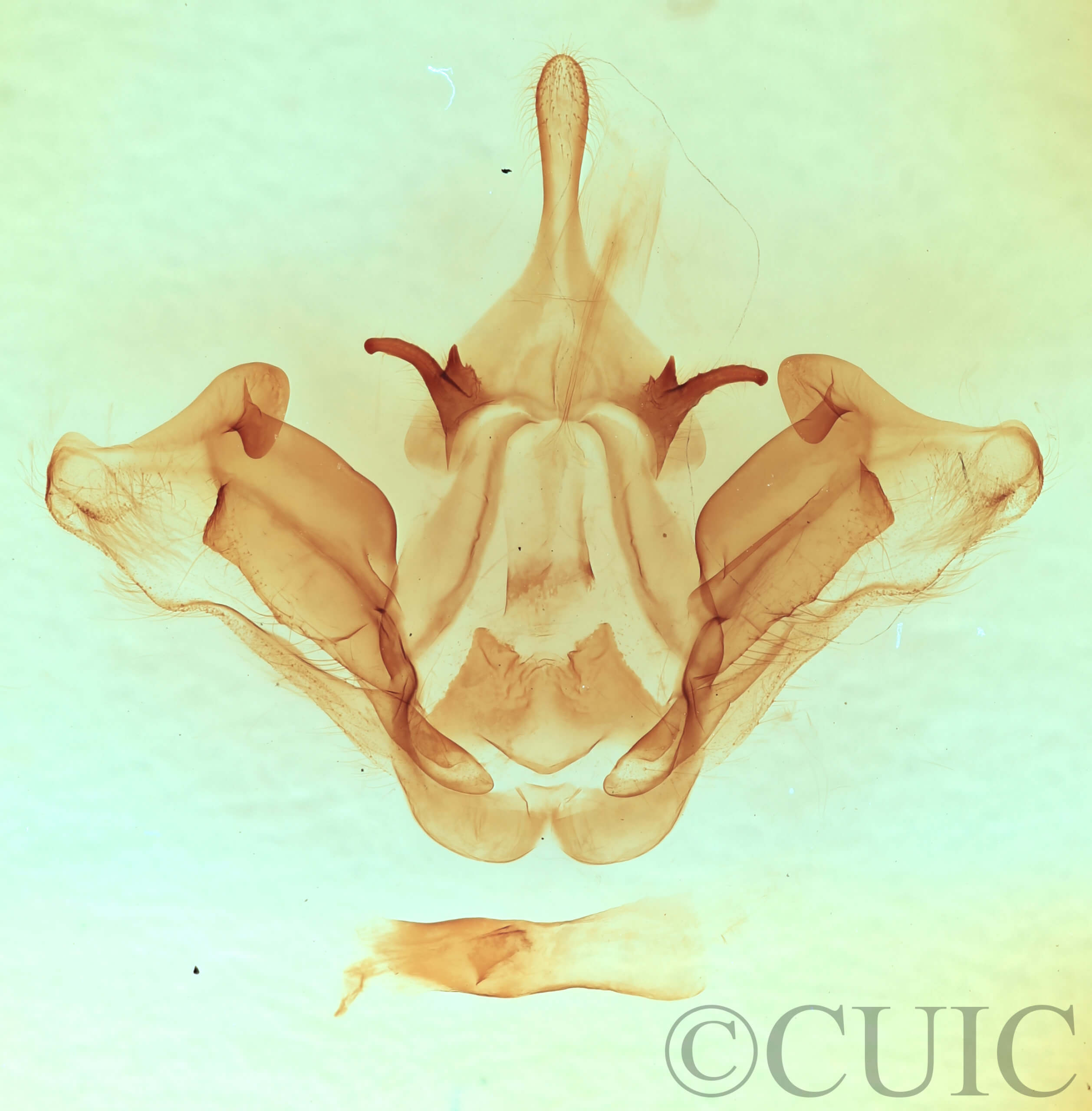 genitalia view of adult Datana integerrima