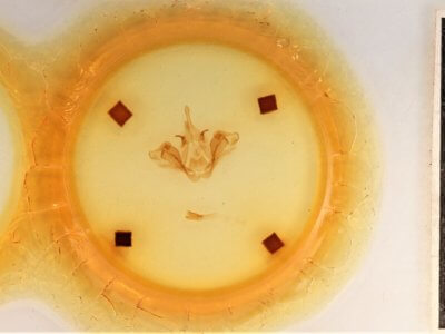 slide view of adult Datana integerrima