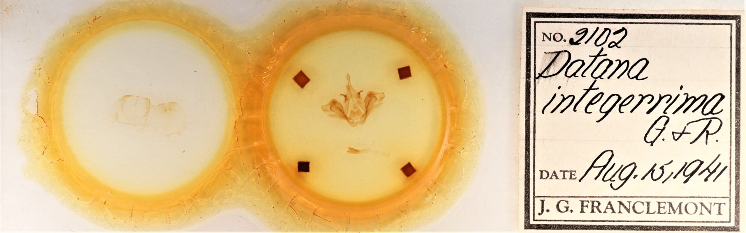 slide view of adult Datana integerrima