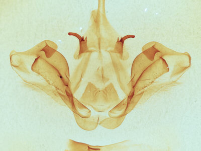 genitalia view of adult Datana integerrima