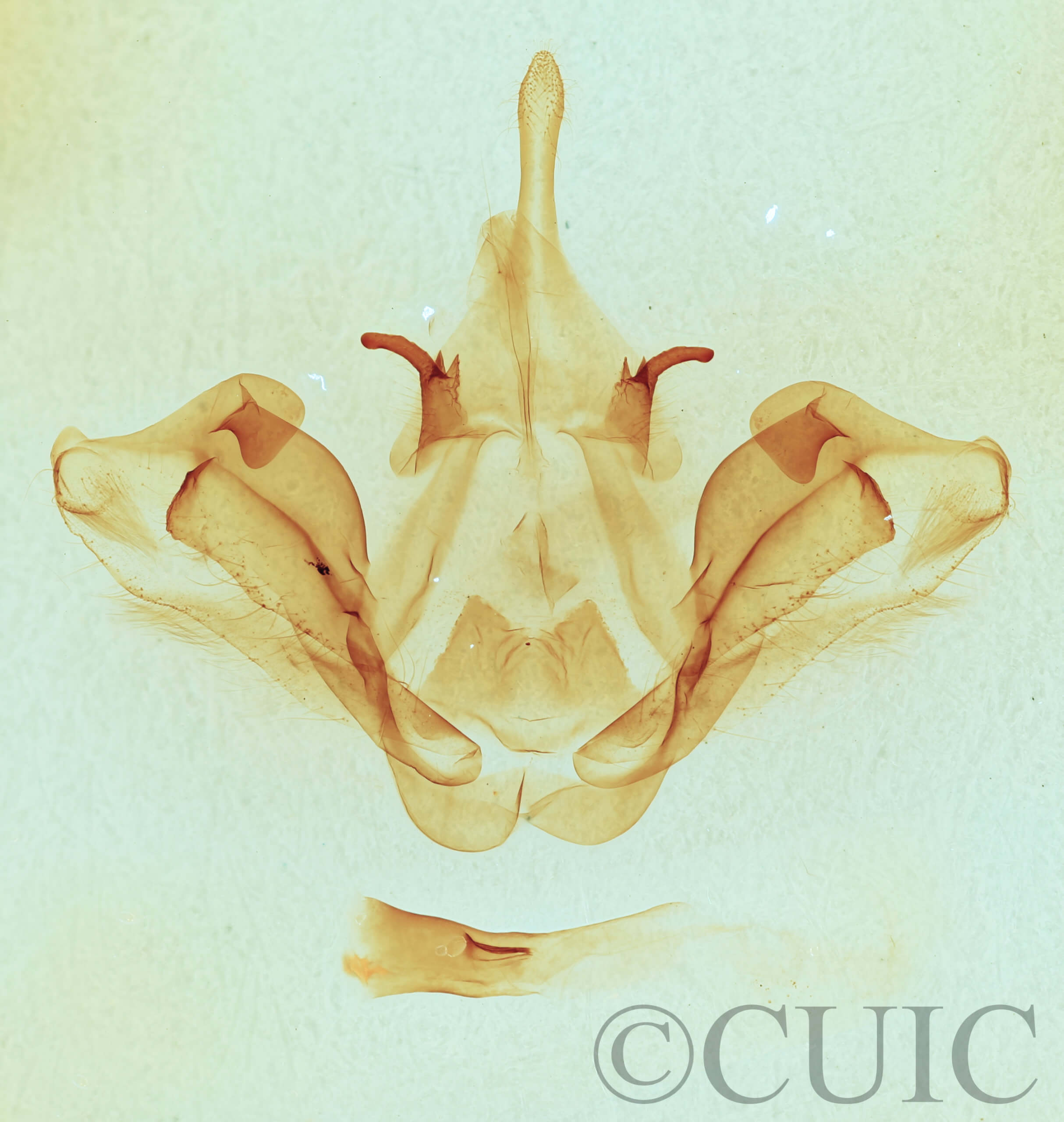 genitalia view of adult Datana integerrima