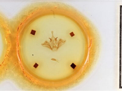 slide view of adult Datana integerrima