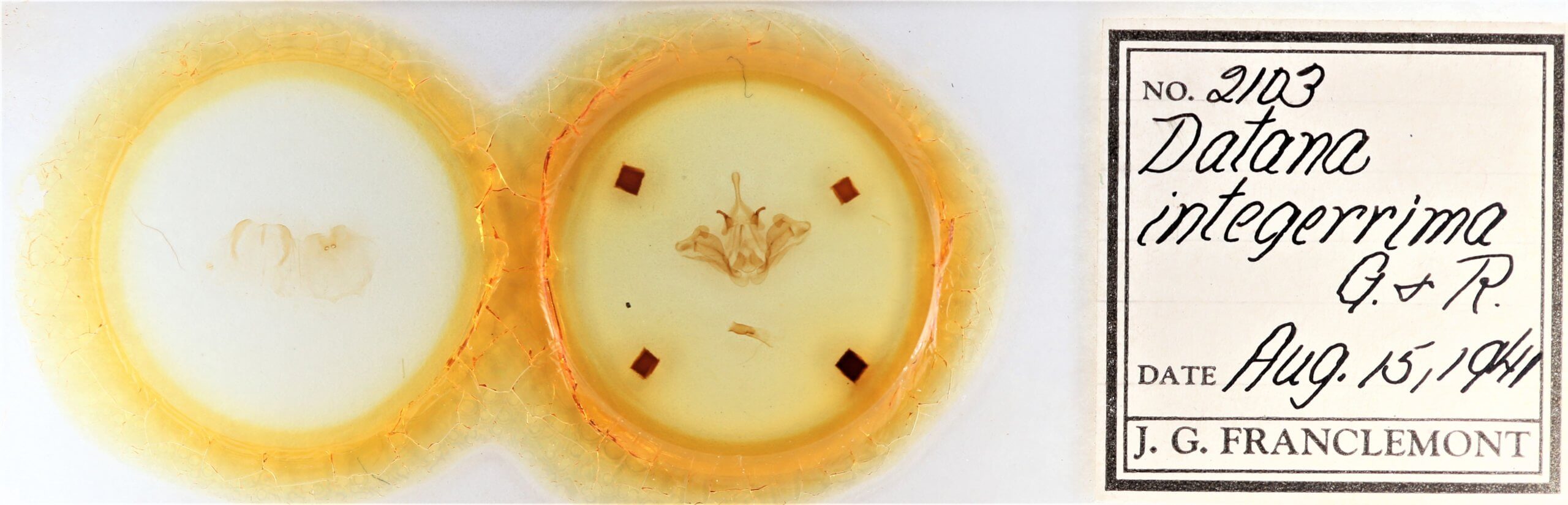 slide view of adult Datana integerrima