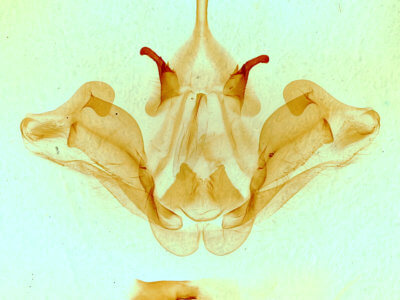 genitalia view of adult Datana integerrima