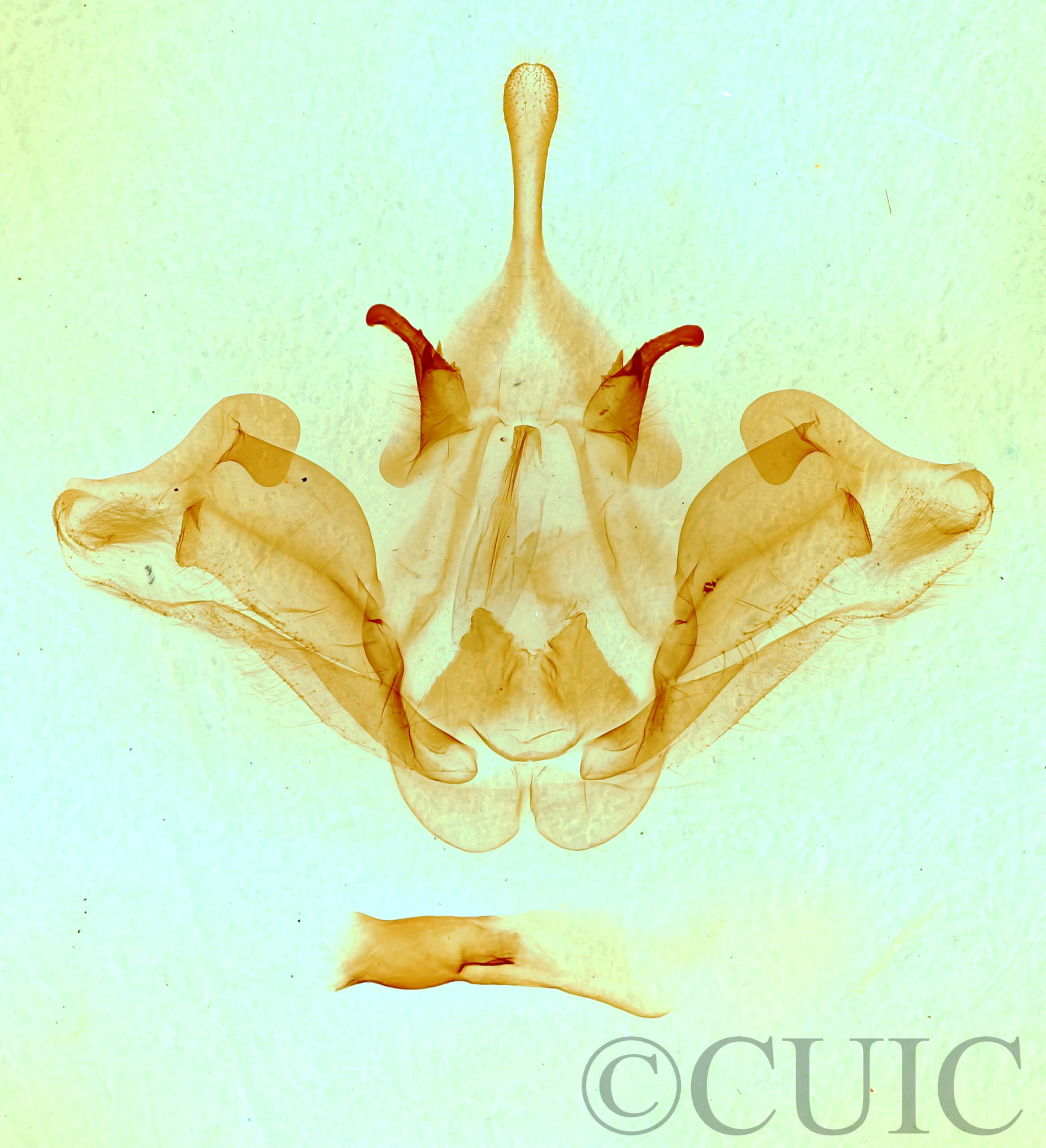 genitalia view of adult Datana integerrima