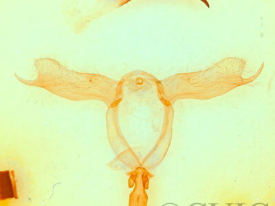 genitalia view of adult Pheosidea elegans