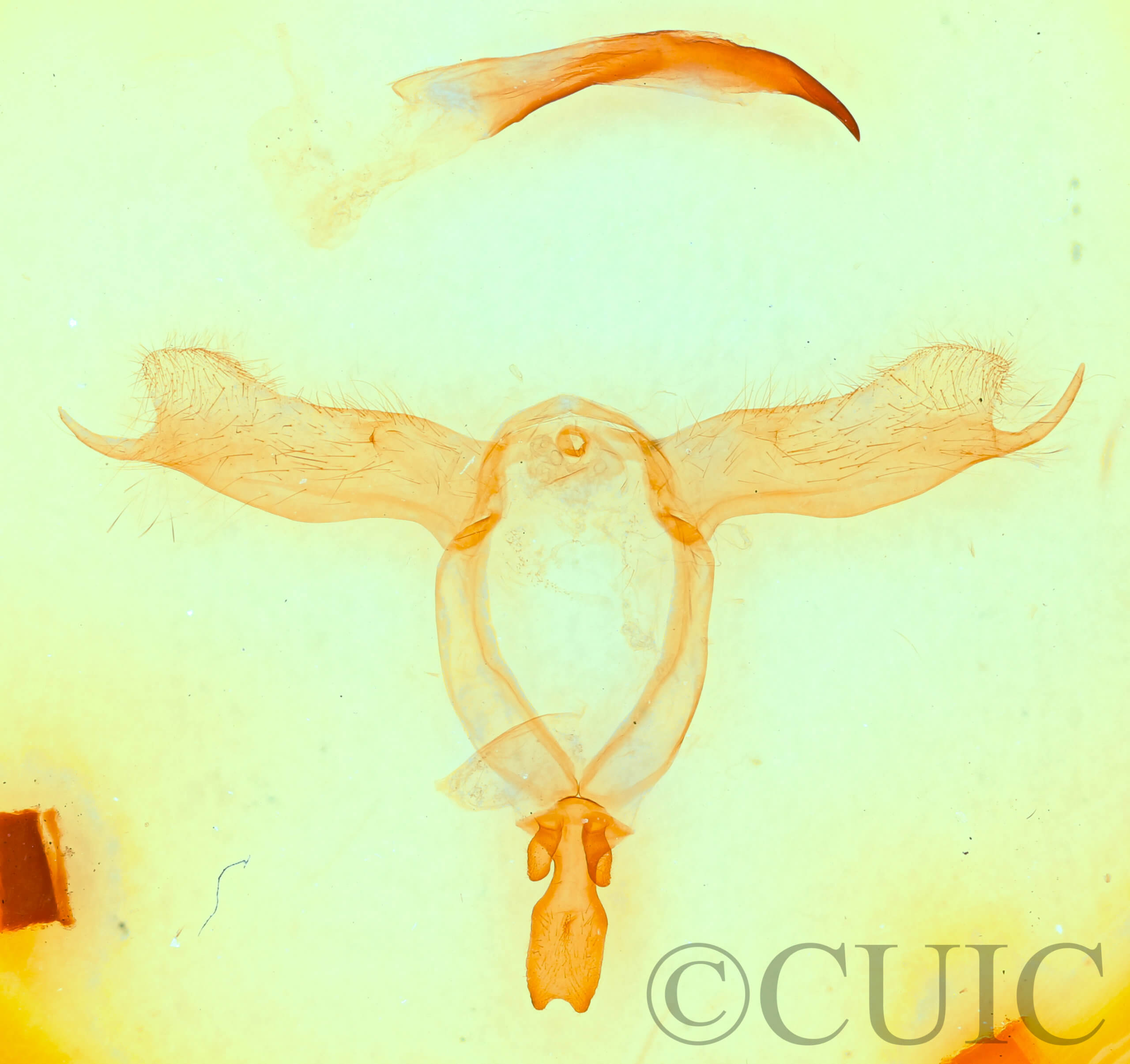 genitalia view of adult Pheosidea elegans