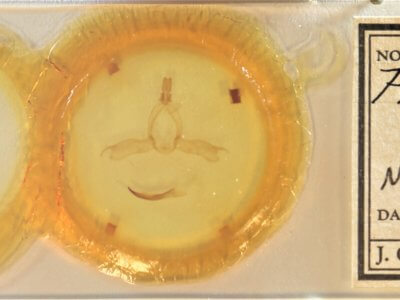 slide view of adult Pheosidea elegans