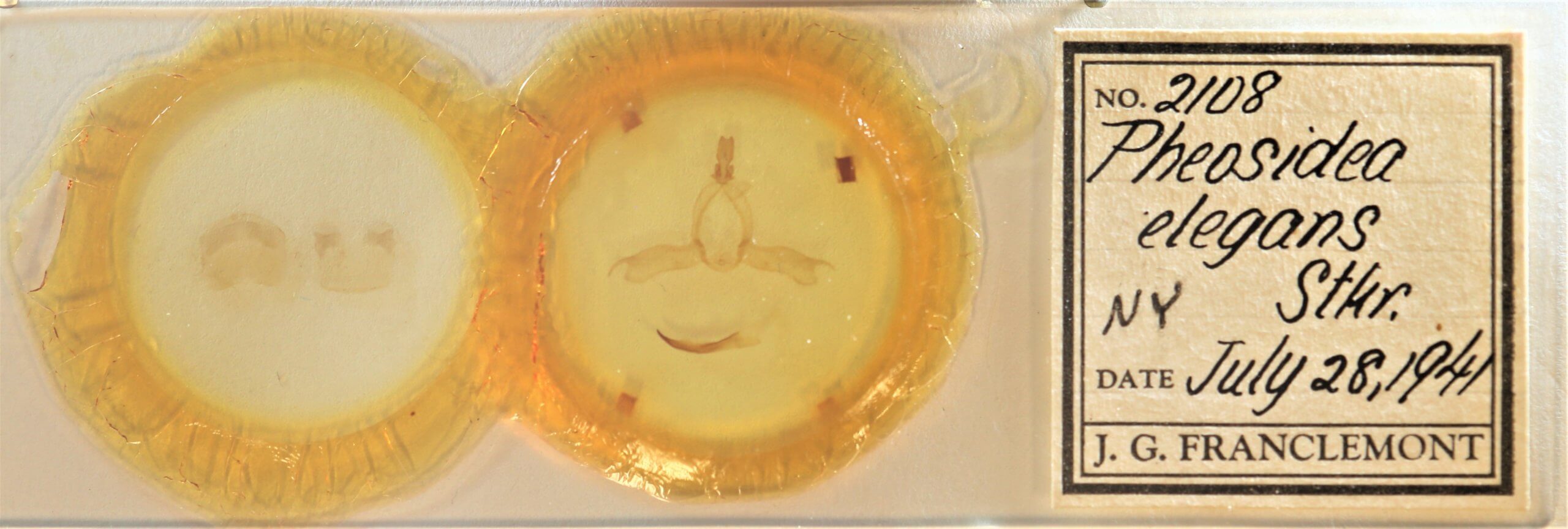 slide view of adult Pheosidea elegans