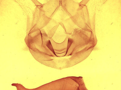 genitalia view of adult Symmerista canicosta