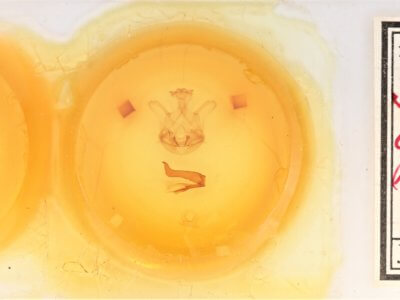 slide view of adult Symmerista canicosta