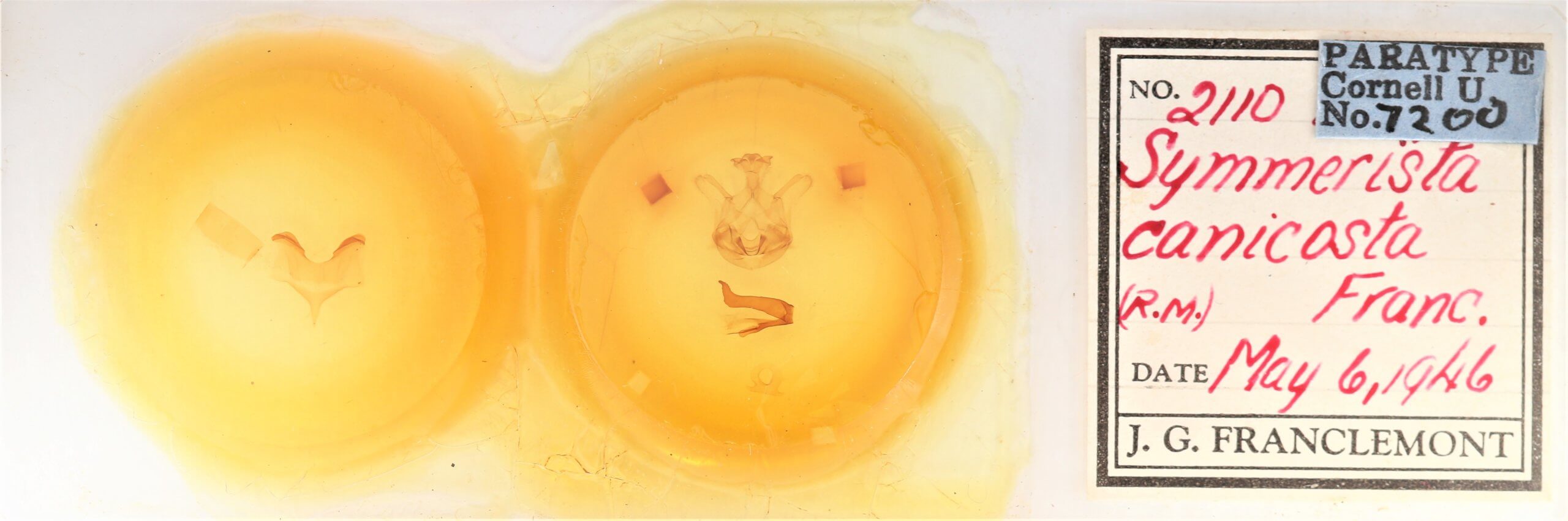 slide view of adult Symmerista canicosta