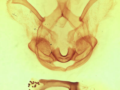 genitalia view of adult Symmerista leucitys