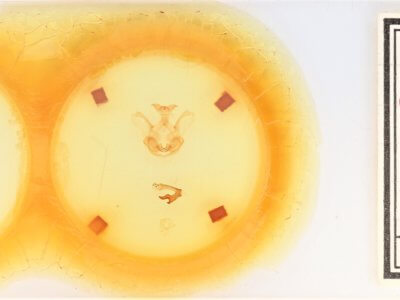 slide view of adult Symmerista leucitys