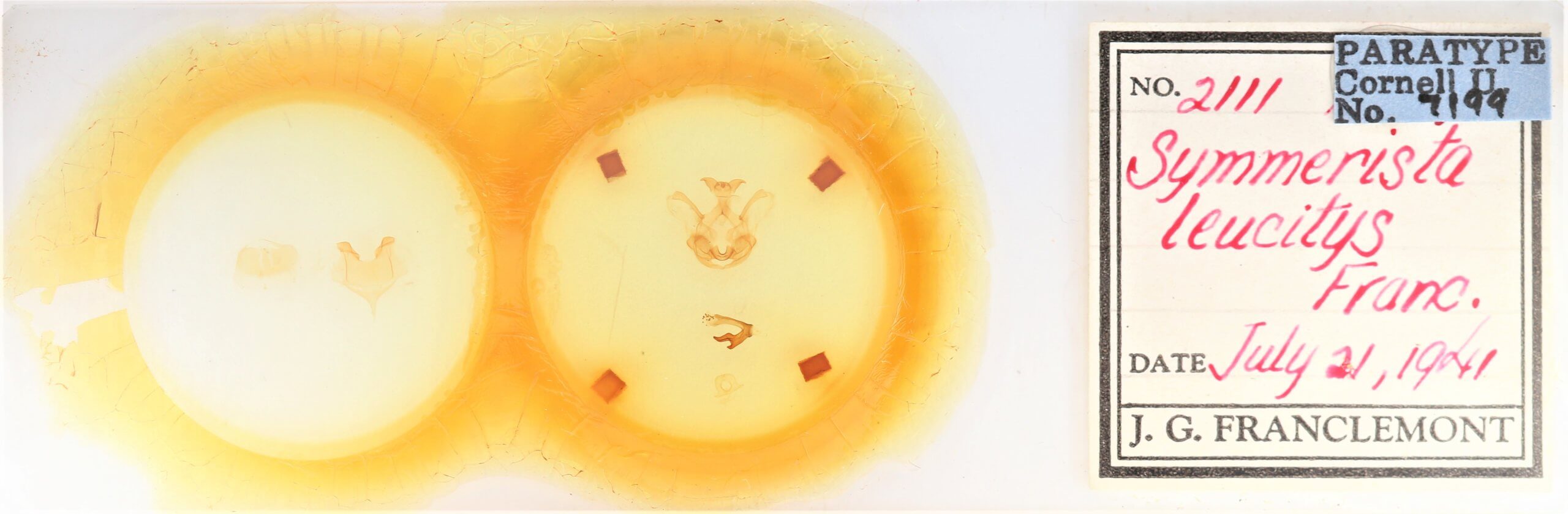 slide view of adult Symmerista leucitys