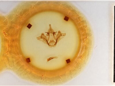 slide view of adult Datana ministra