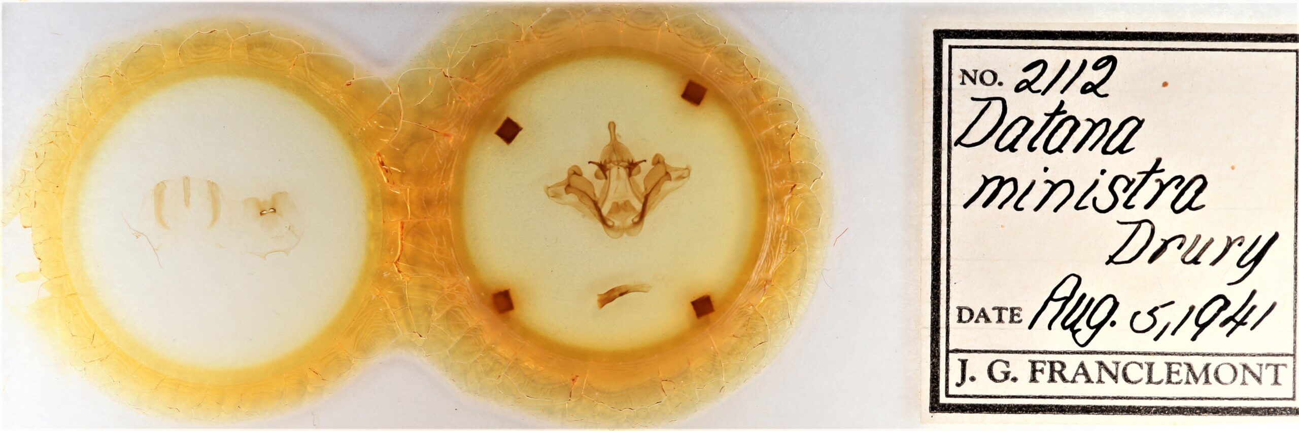 slide view of adult Datana ministra